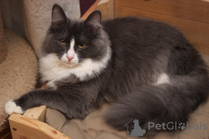 Photo №3. Fluffy, affectionate Lesya is looking for a home!. Russian Federation
