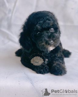 Photo №3. TOY POODLE. United States