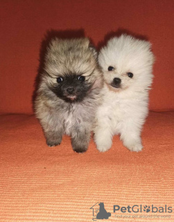 Additional photos: Pomeranian Spitz puppies