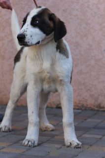 Photo №4. I will sell central asian shepherd dog in the city of Odessa. from nursery - price - 710$