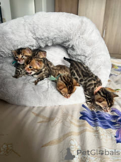 Photo №1. bengal cat - for sale in the city of Leipzig | negotiated | Announcement № 163543