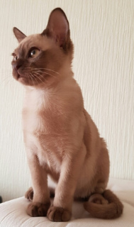 Photo №1. burmese cat - for sale in the city of Krasnodar | 455$ | Announcement № 2069