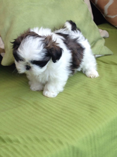 Photo №2 to announcement № 4995 for the sale of shih tzu - buy in Poland private announcement