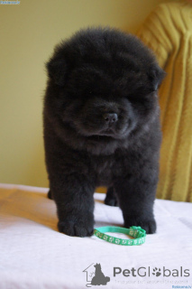 Photo №2 to announcement № 168264 for the sale of chow chow - buy in Sweden private announcement, breeder
