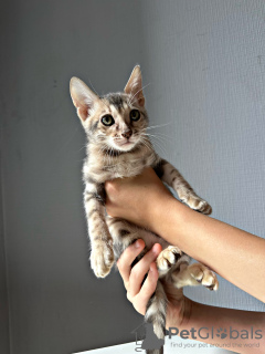 Photo №3. Gorgeous bengal kittens. Russian Federation