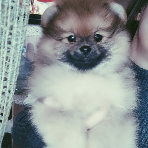 Photo №1. pomeranian - for sale in the city of Kiev | 663$ | Announcement № 4914