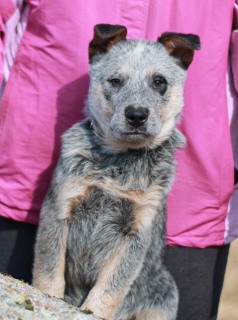 Photo №2 to announcement № 5914 for the sale of australian cattle dog - buy in Belarus from nursery