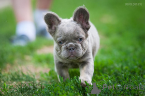 Photo №3. French bulldog Fluffy. Georgia