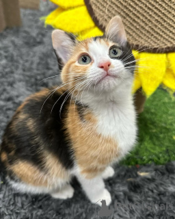 Photo №2 to announcement № 150624 for the sale of domestic cat - buy in Germany from the shelter, breeder