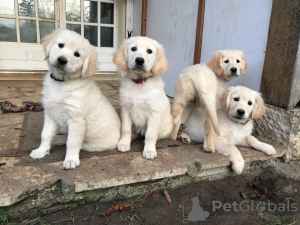 Photo №1. golden retriever - for sale in the city of Aarhus | negotiated | Announcement № 10193