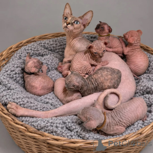 Photo №1. sphynx cat - for sale in the city of Oppenheim | 361$ | Announcement № 178178