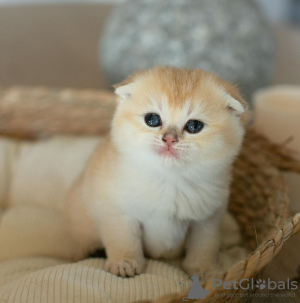 Photo №2 to announcement № 122983 for the sale of scottish fold - buy in United States private announcement