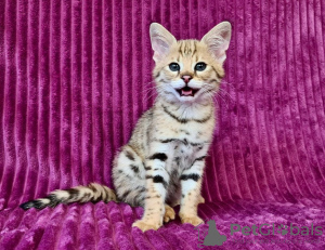 Additional photos: Caracal serval and F1 Savannah kittens available