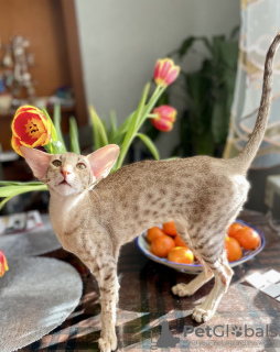 Photo №1. oriental shorthair - for sale in the city of Permian | negotiated | Announcement № 41024