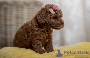 Photo №1. poodle (toy) - for sale in the city of Бачка-Паланка | negotiated | Announcement № 105762