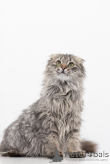 Additional photos: Kitten Manul in good hands