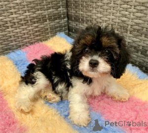 Photo №1. non-pedigree dogs - for sale in the city of Dreieich | 361$ | Announcement № 154601