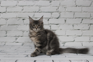 Photo №3. Maine Coon Kittens. Russian Federation