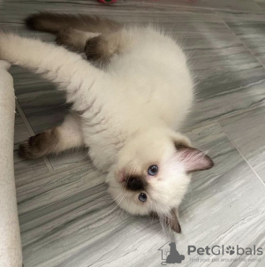 Photo №2 to announcement № 55581 for the sale of ragdoll - buy in United States 