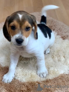 Photo №3. Healthy Beagle puppies for free adoption. Germany