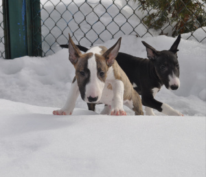 Photo №4. I will sell bull terrier in the city of Grodno. breeder - price - 900$