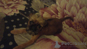 Photo №2 to announcement № 56187 for the sale of brussels griffon - buy in United States from nursery