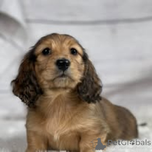 Photo №2 to announcement № 164194 for the sale of dachshund - buy in United Kingdom private announcement, breeder