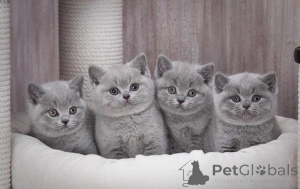 Photo №1. british shorthair - for sale in the city of Aalborg | negotiated | Announcement № 158774