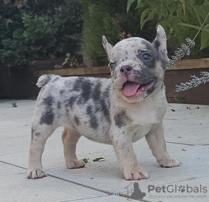 Photo №1. french bulldog - for sale in the city of Stari Banovci | negotiated | Announcement № 111120