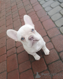 Photo №2 to announcement № 133220 for the sale of french bulldog - buy in Germany private announcement