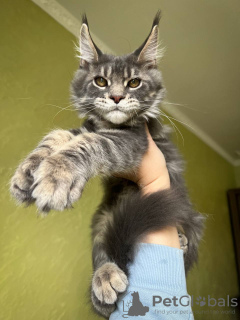 Photo №1. maine coon - for sale in the city of Würzburg | 400$ | Announcement № 97753