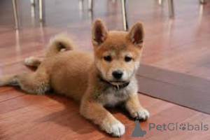 Photo №2 to announcement № 136185 for the sale of shiba inu - buy in United Kingdom 