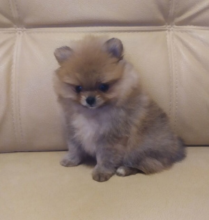Photo №1. pomeranian - for sale in the city of Minsk | 302$ | Announcement № 5943
