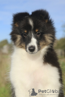 Photo №1. shetland sheepdog - for sale in the city of Gorzów Wielkopolski | 1479$ | Announcement № 124052