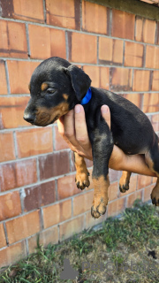 Photo №1. dobermann - for sale in the city of Belgrade | 528$ | Announcement № 120299