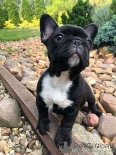 Photo №3. Registered French Bulldog puppies **ready**. Germany