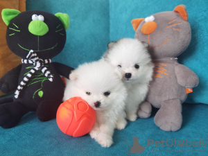 Photo №1. german spitz - for sale in the city of Tbilisi | 1800$ | Announcement № 39648