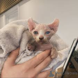 Photo №1. sphynx-katze - for sale in the city of Arrondisman de Brussels Capital | negotiated | Announcement № 156198