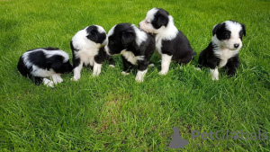 Photo №2 to announcement № 18202 for the sale of border collie - buy in United Kingdom private announcement