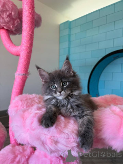 Photo №3. XL Maine Coon kittens for sale -TICA registered!. Germany