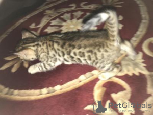 Photo №4. I will sell bengal cat in the city of New York. breeder - price - 200$