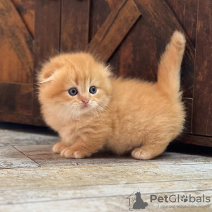 Photo №1. munchkin - for sale in the city of Belgrade | 250$ | Announcement № 120929