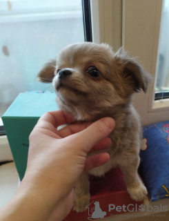 Photo №4. I will sell chihuahua in the city of Munich. breeder - price - 269$