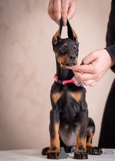 Photo №2 to announcement № 134768 for the sale of dobermann - buy in Serbia breeder