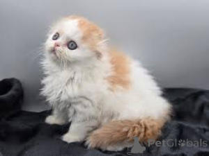 Photo №1. scottish fold - for sale in the city of Helsinki | 599$ | Announcement № 164079