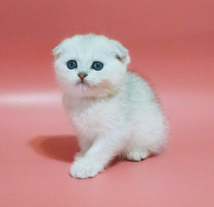 Photo №2 to announcement № 3541 for the sale of scottish fold - buy in Ukraine breeder