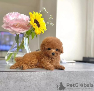 Photo №1. poodle (toy) - for sale in the city of Jacksonville | negotiated | Announcement № 67290