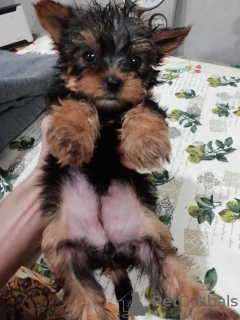 Additional photos: Yorkie/Kawaiiork puppies