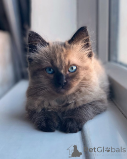 Photo №2 to announcement № 155560 for the sale of ragdoll - buy in Denmark private announcement