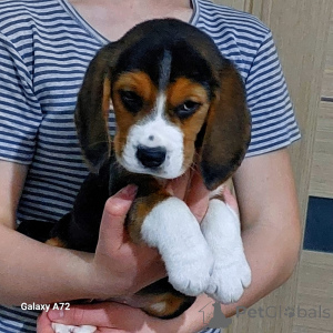 Photo №4. I will sell beagle in the city of Bad Münsteerefel. private announcement - price - 929$